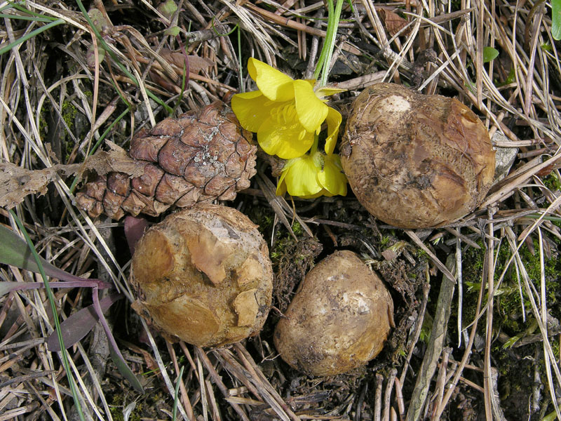 Eccoli i funghi.......